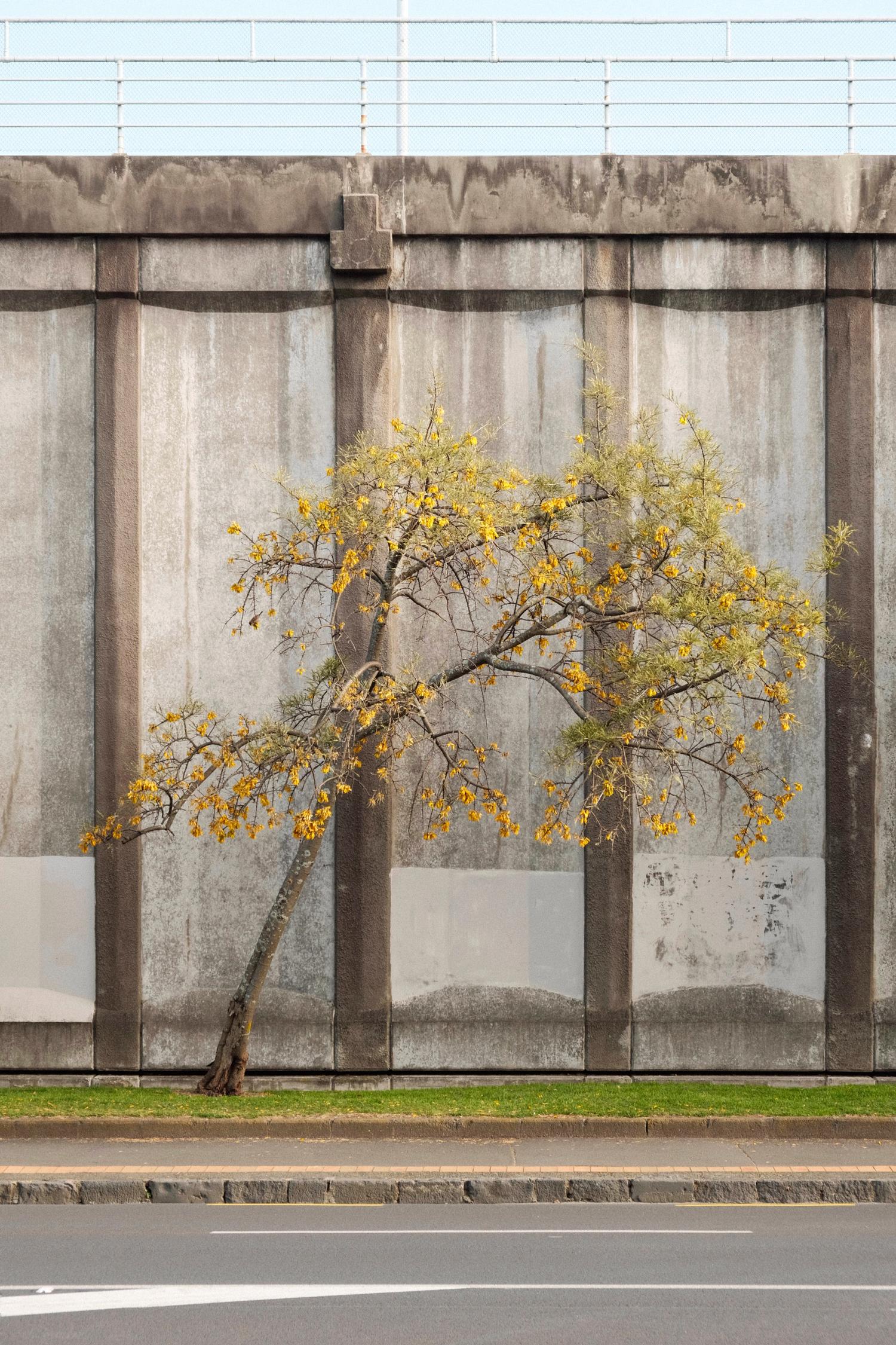 Urban Solitariness Fall