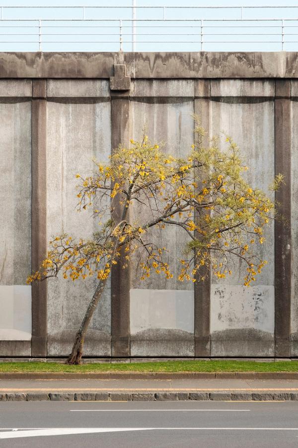 Urban Solitariness Fall